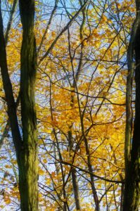 更年期に必要な鉄分の補給方法は？