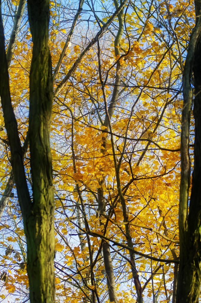 更年期に必要な鉄分の補給方法は？