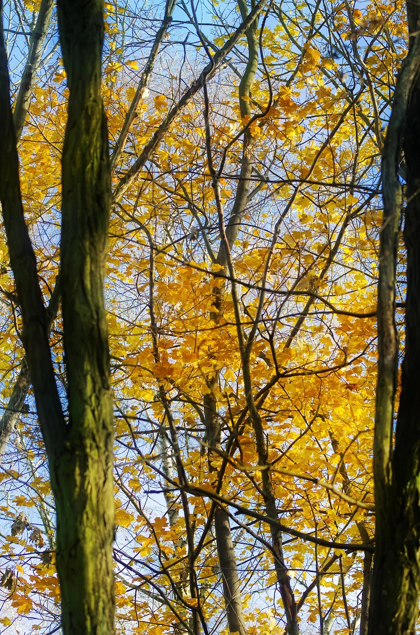 更年期に必要な鉄分の補給方法は？