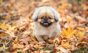 更年期の動悸に効果的な対策は何ですか？