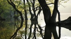 更年期のブレインフォグ対策はこれで決まり？
