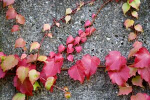 更年期のセルフケアは本当に効果ないのか？